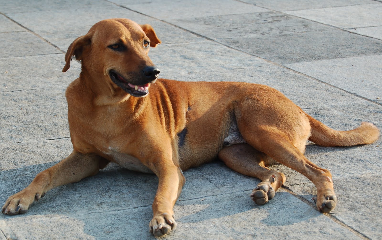 Indian Pariah Dog | DogExpress