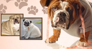 Obesity in Dogs