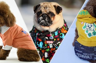 Dog Winter Fashion Trends