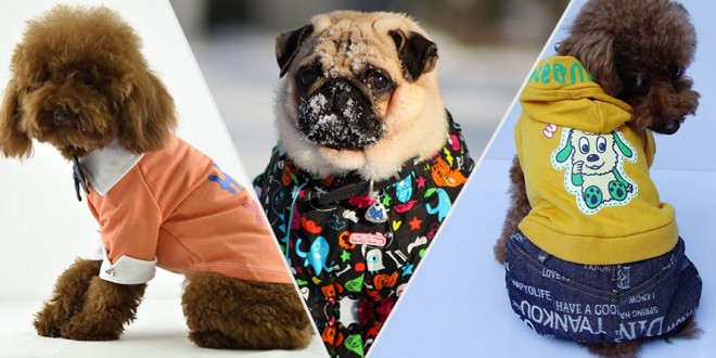Dog Winter Fashion Trends