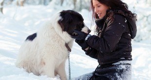 Dog Care Tips in Winter