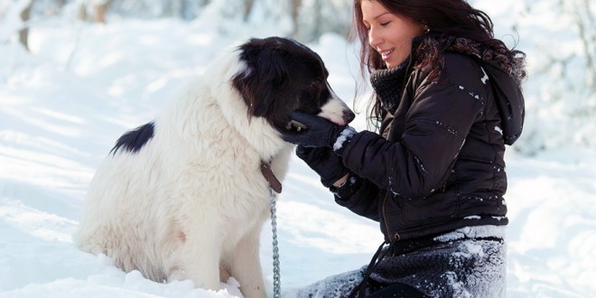 Dog Care Tips in Winter