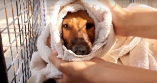 Drowning Puppy Rescued in India