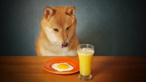 healthy human food for dogs