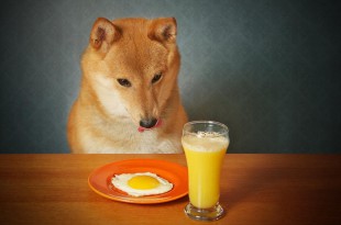 cracked raw egg over dog food