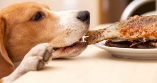 healthy human food for dogs