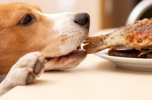 healthy human food for dogs