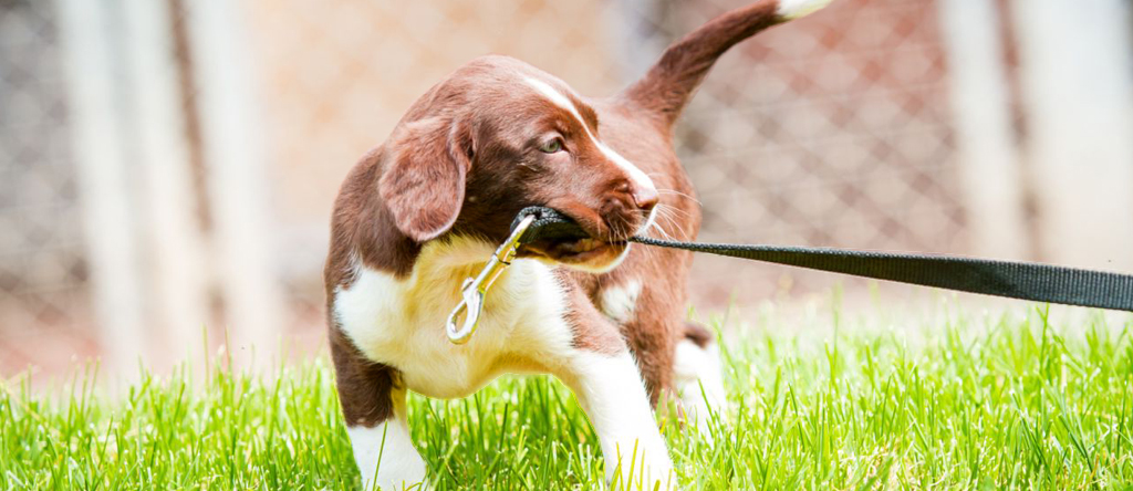 Dogs India