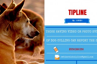 Tipline to prevent culling of dogs