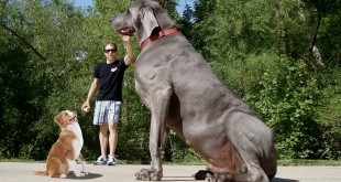 World's Huge Dogs Images