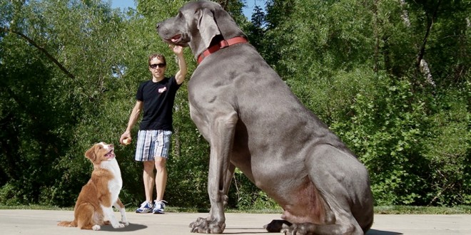 World's Huge Dogs Images
