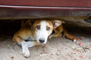 Stray Dogs in India