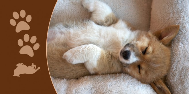30 Cutest Sleeping Dogs On The Internet | DogExpress