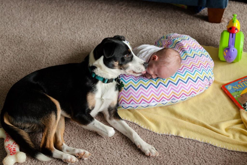 Cute Dog Images