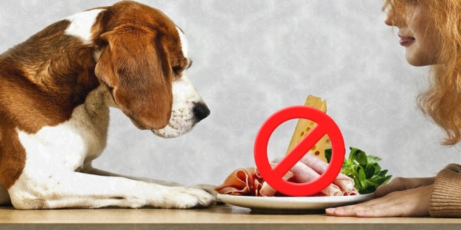 Harmful Foods for Dogs