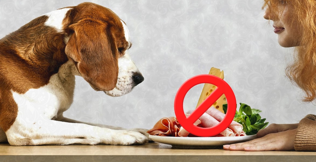 Which Food Is Harmful For Dogs