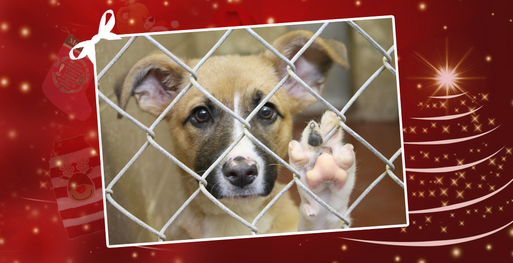 Shelter Dog