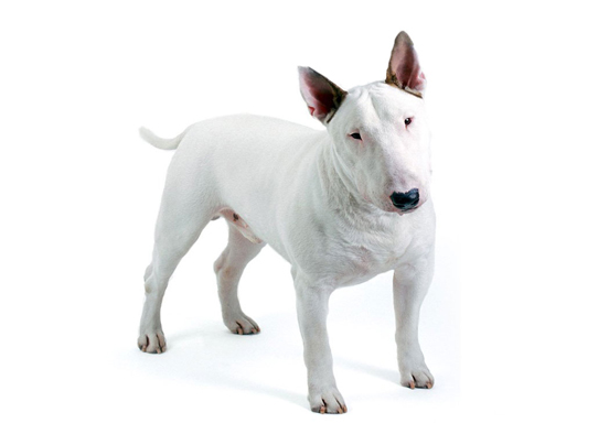 Bull Terrier
