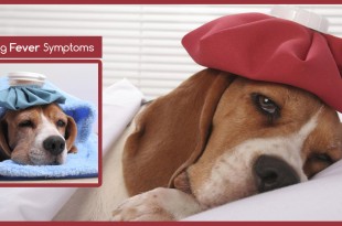 dog fever symptoms