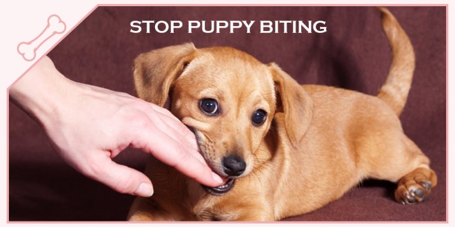 how do you stop puppy biting