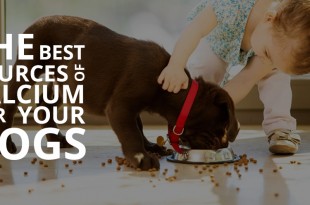 calcium tablets for dogs