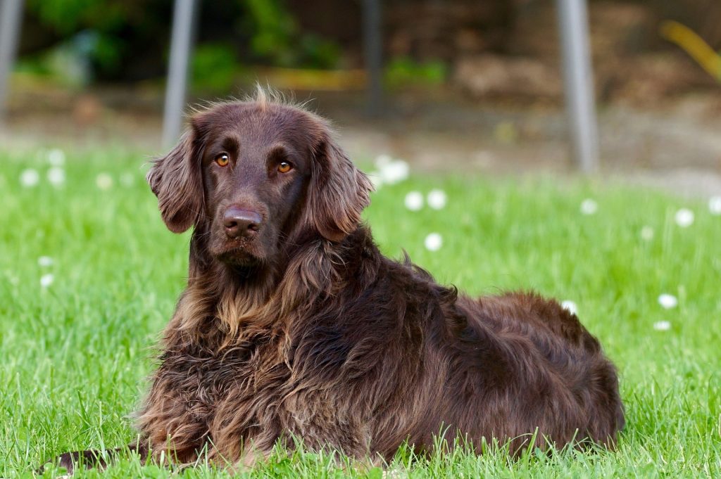 German Longhaired
