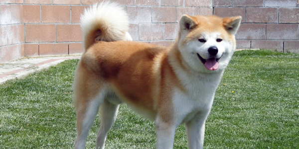 Akita Dog Information, Price, Pictures 