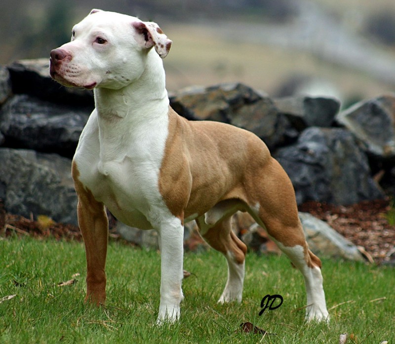 American Pit Bull Terrier Temperament, Pictures DogExpress