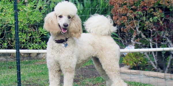 standard poodle cost