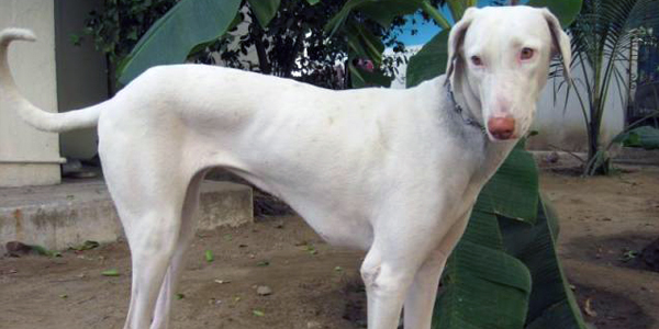 rajapalayam dog breed