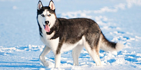 what is the price of husky dog in india