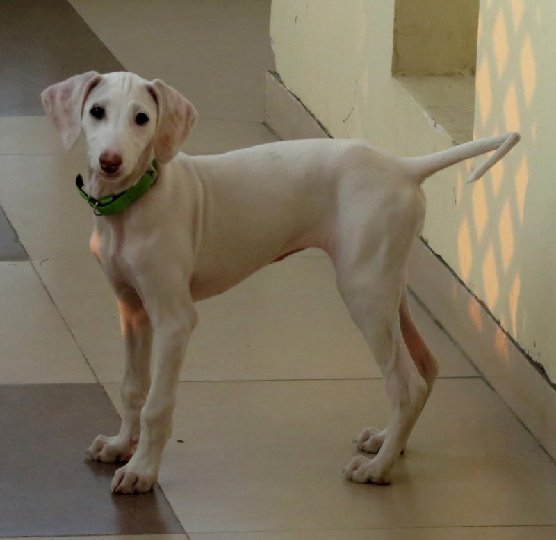 mudhol hound dog for sale