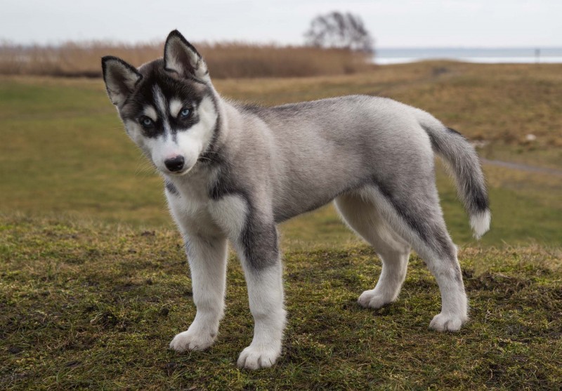 how much is a siberian husky in india