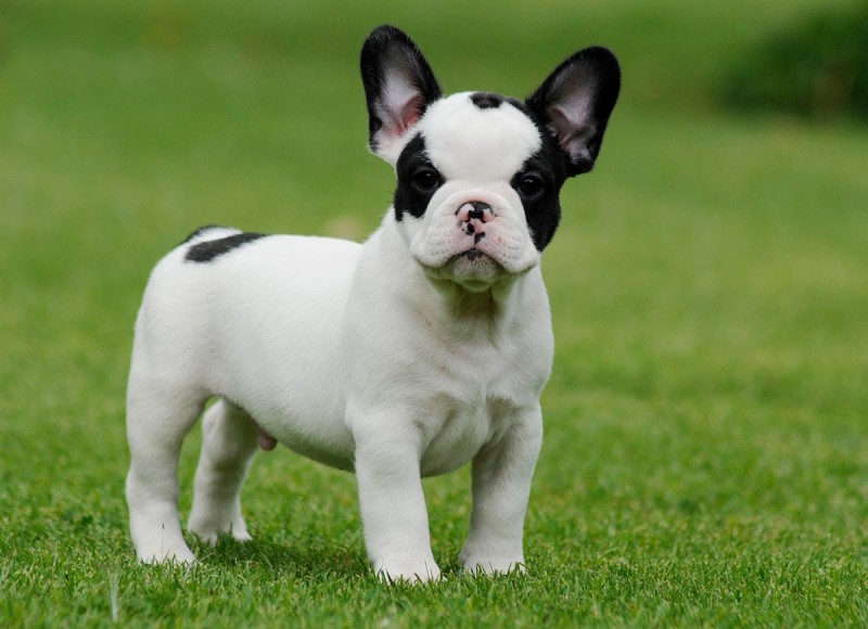 French Bulldog Care Information Coat Pictures Dogexpress