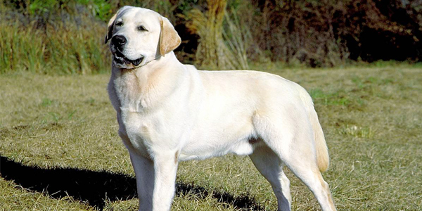 information about labrador dog