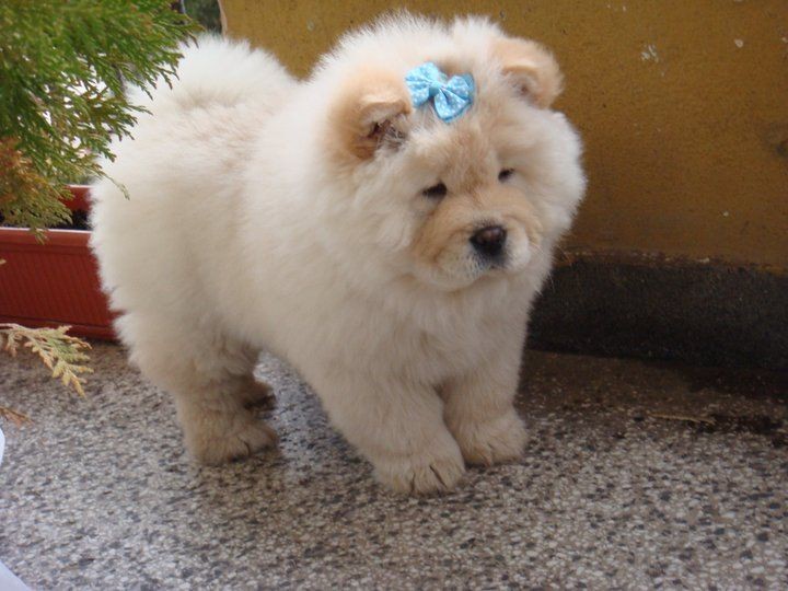 chow chow dog price in rupees