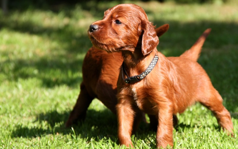 red setter puppy price