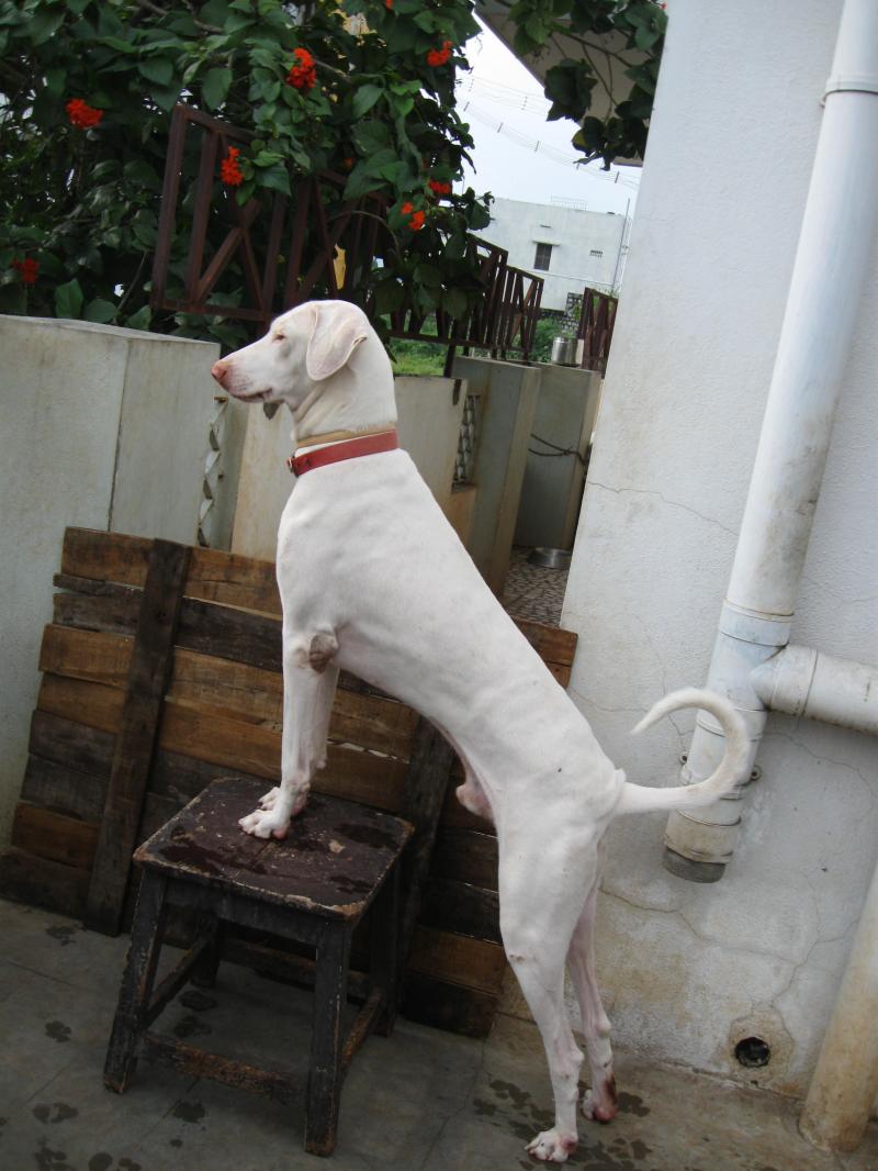 original rajapalayam dog price