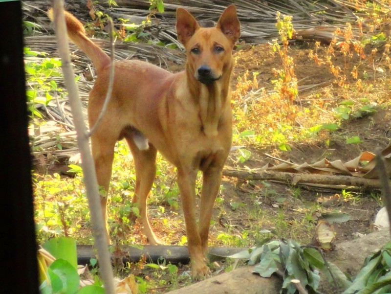 Indian Pariah Dogs Breed Information, History And Facts