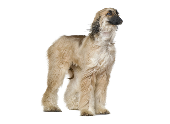 Afghan Hound