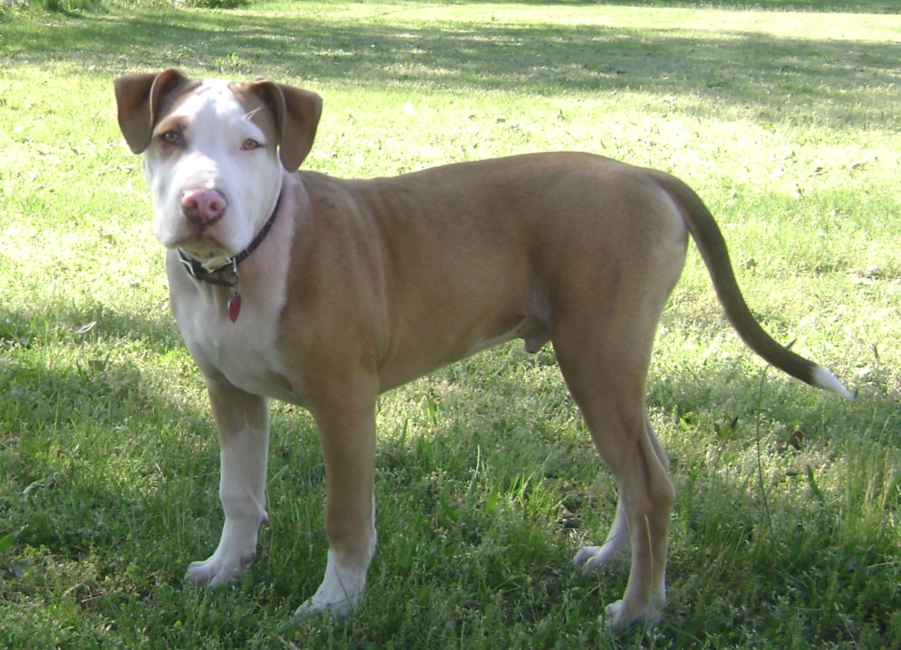 American Pit Bull Terrier | Pitbull Dog Price DogExpress