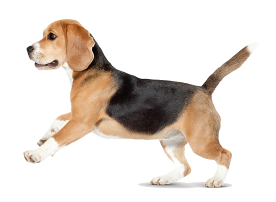 A does cost beagle india in how much 