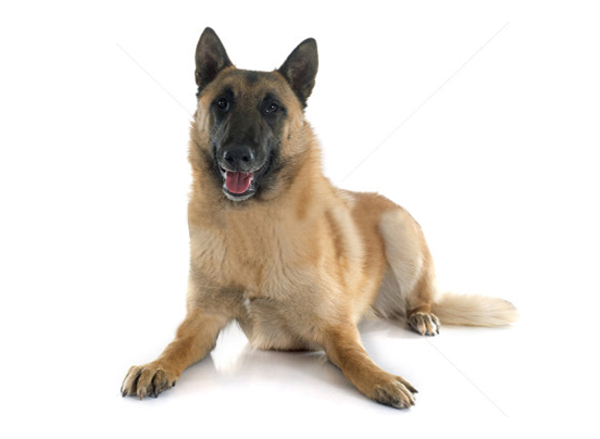 Belgian Malinois