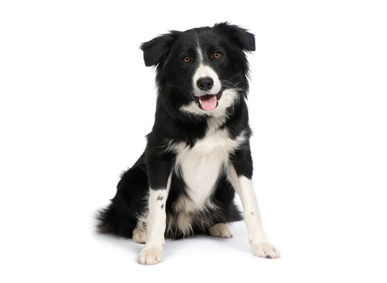 how much is a border collie puppy cost in india