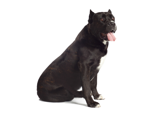 Cane Corso