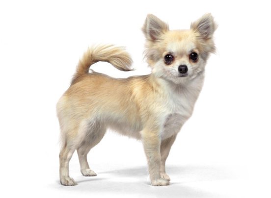 what is the ideal weight for a chihuahua