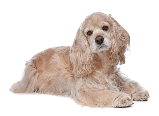 Cocker Spaniel (A)