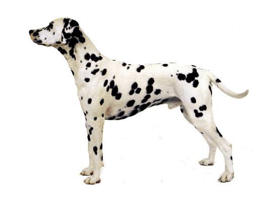 Dalmatian