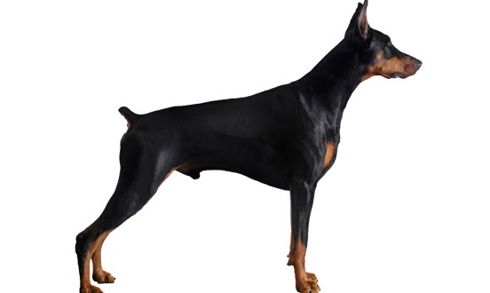 doberman dog online shopping