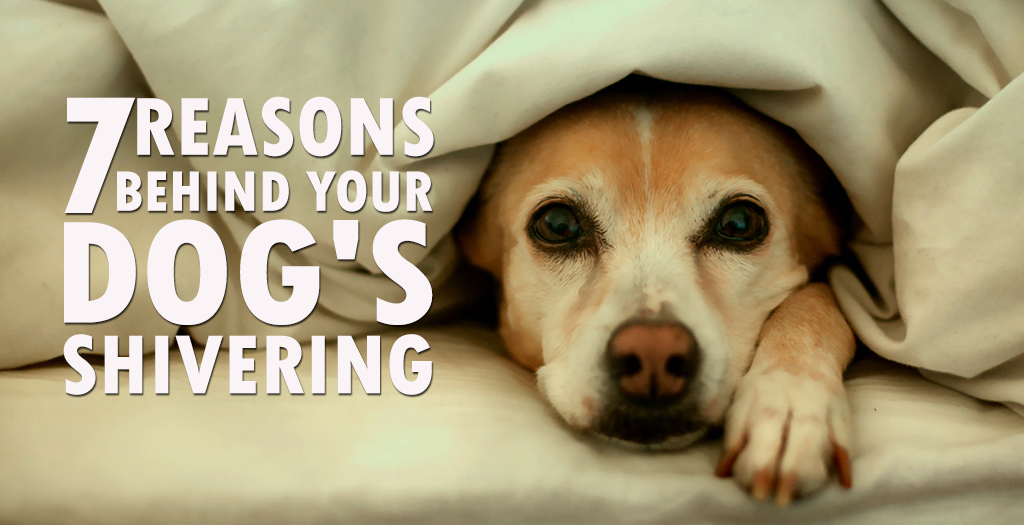 Dogshivering4 DogExpress